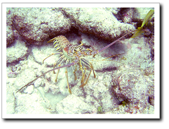 Lobster