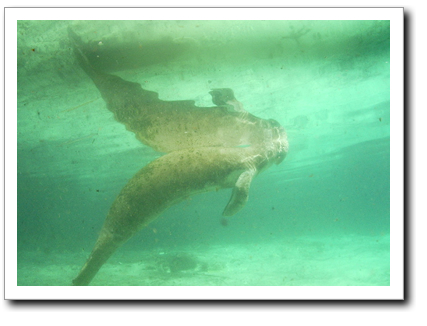 Manatee